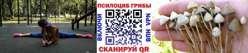 купить наркоту  Тырныауз  Галлюциногенные грибы Cubensis 