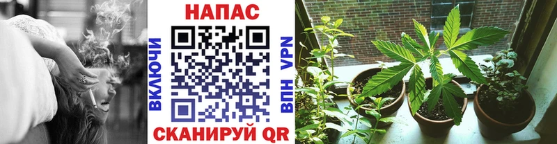 Бошки Шишки семена дарнет шоп Тырныауз